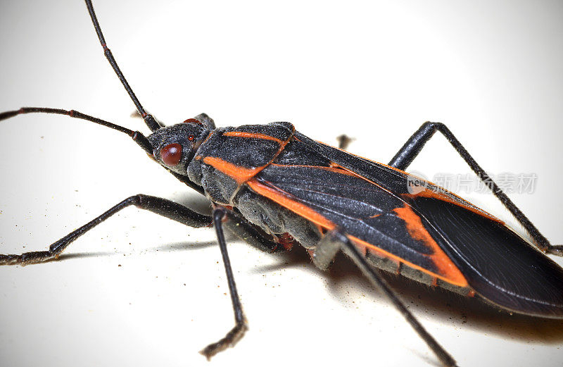 Boxelder Bug，又名枫树Bug (Boisea trivittata)